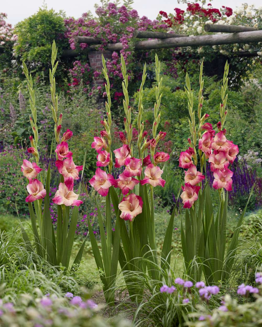 Gladiolus 'Apricot Bubblegum'